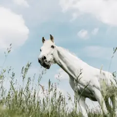 Un magnifique cheval blanc broute de l'herbe dans un champ, le ciel bleu et nuageux en arrière-plan. Il semble tout droit sorti d'une écurie de rêve.