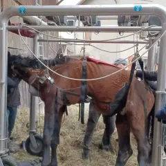 Un cheval est suspendu dans un appareil, entouré de personnes. La scène évoque la décomposition d'un cheval mort, une fin tragique.