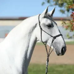 Magnifique cheval blanc, rappelant l'élégance du Lipizzan et son origine noble.