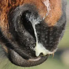 Museau d'un cheval brun avec un écoulement nasal épais et jaune, possiblement lié à la leptospirose cheval.