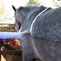 Une personne mesure le tour de poitrine d'un cheval gris pour estimer son poids.