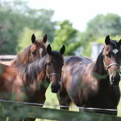 Trois chevaux bruns, dont un alezan, se tiennent dans un pré. La force et la beauté de ces animaux, symboles de la proteine cheval, sont saisissantes.