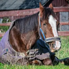 Un cheval brun, couvert d'une couverture, se repose dans l'herbe. Il semble un peu fatigué, ce cheval maigre.