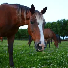 Des chevaux broutent paisiblement dans un champ de trèfle fleuri, sous un ciel clair.
