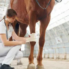Vétérinaire appliquant un bandage sur la jambe d'un cheval, soignant une possible fourbure.