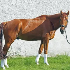 Un magnifique cheval Oldenburg brun, avec des bandes blanches sur les pattes, se tient sur l'herbe devant un mur blanc.