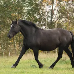 Un magnifique percheron noir galope dans un pré verdoyant, le soleil d'automne illuminant son pelage.