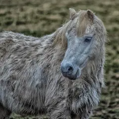 Poney à la robe hirsute, le regard mélancolique, évoquant la maladie de Cushing et le stress.