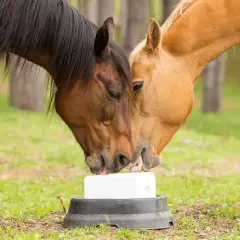Deux chevaux, l'un brun et l'autre alezan, partagent une pierre à sel. La porcelle enracinée cheval est un plaisir partagé.