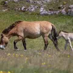 Un cheval de Przewalski et son poulain broutent dans un pré fleuri.
