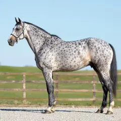 Un magnifique cheval gris tacheté, un pur-sang français, se tient fièrement devant une clôture en bois et un ciel bleu clair.
