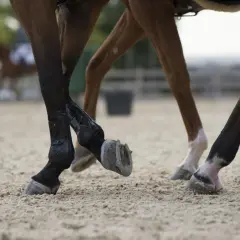 Pieds de chevaux en mouvement sur sable. Un bon rapport calcium phosphore est essentiel pour des os solides.