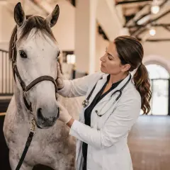 Vétérinaire examinant un cheval dans une écurie, respectant la réglementation pension pour chevaux.