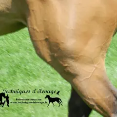 Gros plan sur la cuisse d'un cheval brun, montrant les veines saillantes. Le PSSM cheval est une préoccupation pour les propriétaires.