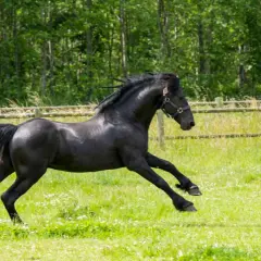 Un magnifique cheval noir galope dans un pré verdoyant, sa crinière au vent. Il semble aussi libre qu'une bière cheval.