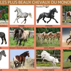 Découvrez les races de chevaux les plus connues : Pur Sang Espagnol, Arabe, Frison, Irish Cob, Percheron, Rocky Mountain Horse, Haflinger, Akhal-Teke, Appaloosa, Mustang, Lusitanien, Trait de la Forêt-Noire.