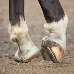 Pieds d'un cheval montrant une boiterie antérieure. Le sabot gauche est visiblement plus bas, suggérant une gêne.