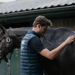Vétérinaire auscultant un cheval au pré, inquiet de son état de cheval qui maigrit.