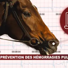 Tête de cheval avec un graphique d'ECG en arrière-plan. Une icône de télémédecine est visible, suggérant la prévention du **purpura hémorragique** chez les chevaux.