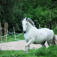 Un magnifique cheval criollo blanc, crinière au vent, galope dans un paddock sablonneux entouré de verdure.