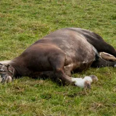 Cheval couché dans l'herbe, le museau au sol. Son corps semble tendu, un signe colique cheval inquiétant.