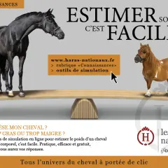 Un grand cheval noir et un poney roux sont sur une balance. L'image suggère d'estimer le poids de votre cheval, car combien de foin mange un cheval par jour dépend de son poids.