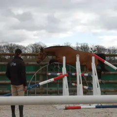 Un cavalier observe un cheval brun franchir différents types d'obstacles CSO dans un manège extérieur.