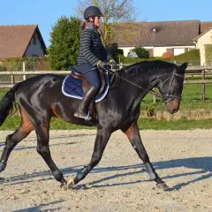 Une cavalière en tenue d'équitation fait du travail cheval dans une carrière sablonneuse.