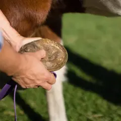 Une main examine le sabot d'un cheval, une ligne blanche visible. Pas de fourmilière ici, juste un soin attentif.