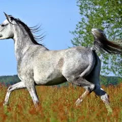 Un magnifique cheval arabe gris galope dans un champ d'herbes hautes, sa crinière et sa queue flottant au vent.