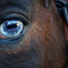 Gros plan sur l'oeil bleu d'un cheval, reflétant le ciel. Une longe est visible sur le côté.