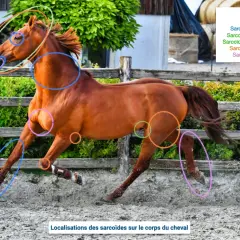 Cheval bai en mouvement, différentes localisations de sarcoïdes marquées par des cercles colorés sur la tête, le cou, le flanc et les membres.