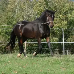Un beau cheval brun, en pleine action, est en train de longer dans un pré verdoyant, avec une clôture blanche et des arbres en arrière-plan.