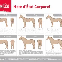 Illustration d'un vieux cheval maigre, avec des côtes saillantes et une encolure fine. L'alimentation est cruciale pour sa santé.