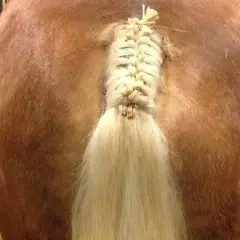 Une belle tresse queue de cheval sur un cheval brun dans une écurie.