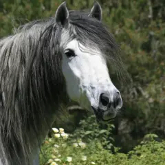 Magnifique cheval andalou à la crinière grise et longue, se tenant dans un pré fleuri.