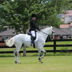 Cavalier en tenue d'équitation sur un cheval blanc en mouvement, le cheval effectue un mouvement d'épaule en dedans avec grâce.
