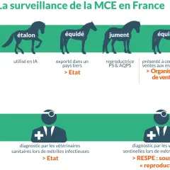 Surveillance de la MCE : dépistage par IA pour étalon, export, ventes, monte naturelle. Suspicion clinique : diagnostic vétérinaire pour métrites infectieuses, RESPE.
