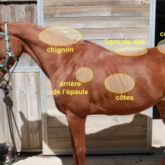 Un cheval maigre, marron, est examiné par une femme. Des zones sont annotées : chignon, ligne de dos, croupe, attache de la queue, arrière de l'épaule, côtes.