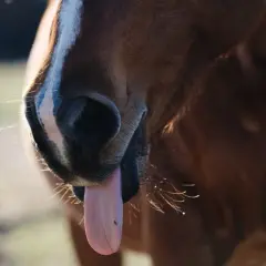 Gros plan sur le museau d'un cheval brun, langue sortie. La question "un cheval peut-il vomir ?" est souvent posée.