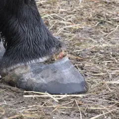 Le sabot d'un cheval noir, abcedyl, montre une blessure rouge et verte. Le sol est boueux et couvert de chaume.