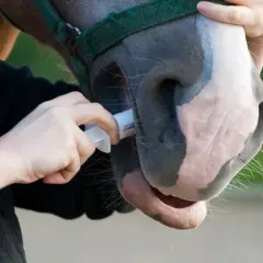 Une personne administre un vermifuge à un cheval. Savoir quand vermifuger son cheval est essentiel pour sa santé.