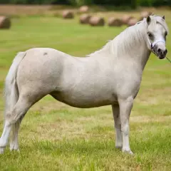 Un magnifique grand poney blanc se tient dans un pré verdoyant, une personne tenant sa longe à droite.