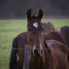 Un jeune cheval au pelage brun, marqué d'une étoile blanche sur le front, regarde la caméra. Son **foie cheval** est sain et vigoureux.
