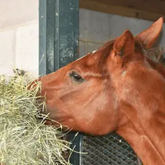 Un cheval brun savoure son fourrage dans son box.