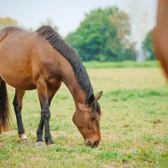 Un cheval brun broute paisiblement des graminées fourragères dans un pré verdoyant, sous un ciel clair.