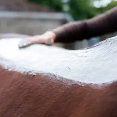 Une main applique de l'argile blanche sur le dos d'un cheval brun. Un soin apaisant pour le cheval.