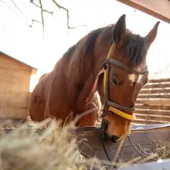 Un cheval brun mange du foin dans un enclos en bois. Le soleil brille, créant une atmosphère chaleureuse. On pense au prix vaccin cheval.