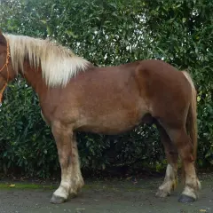 Un robuste Suffolk Punch, au pelage brun et à la crinière blonde, se tient fièrement devant un fond de verdure luxuriante.