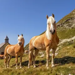 Deux chevaux Haflinger au caractère paisible, se tenant dans un paysage montagneux près d'une petite église.
